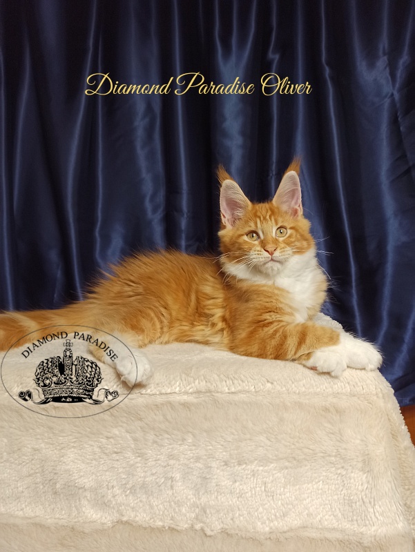 Diamond Paradise Oliver - Kitten maine-coon 3 months