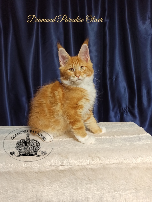 Diamond Paradise Oliver - Kitten maine-coon 3 months