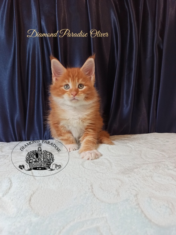 Diamond Paradise Oliver - Kitten maine-coon 1 month 1.5 week