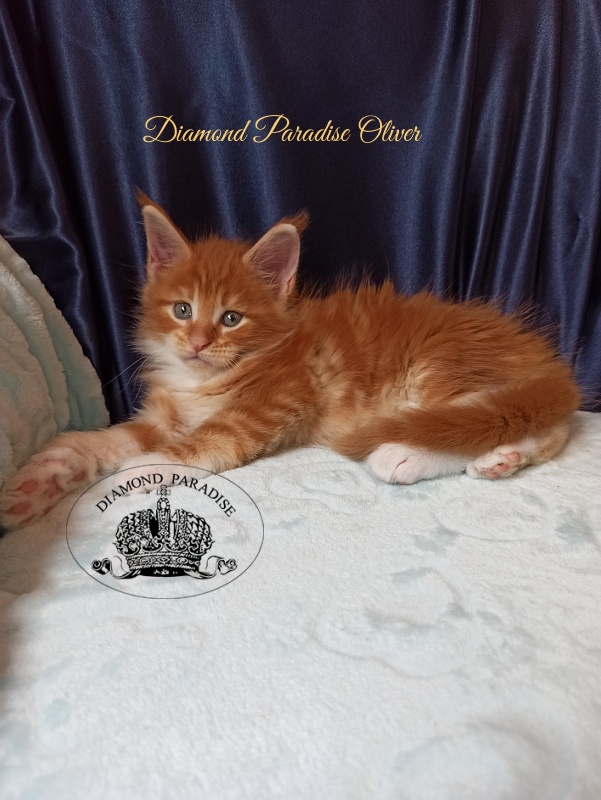 Diamond Paradise Oliver - Kitten maine-coon 1 month 1.5 week