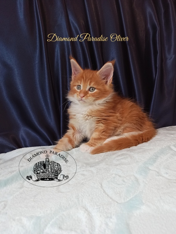 Diamond Paradise Oliver - Kitten maine-coon 1 month 1.5 week