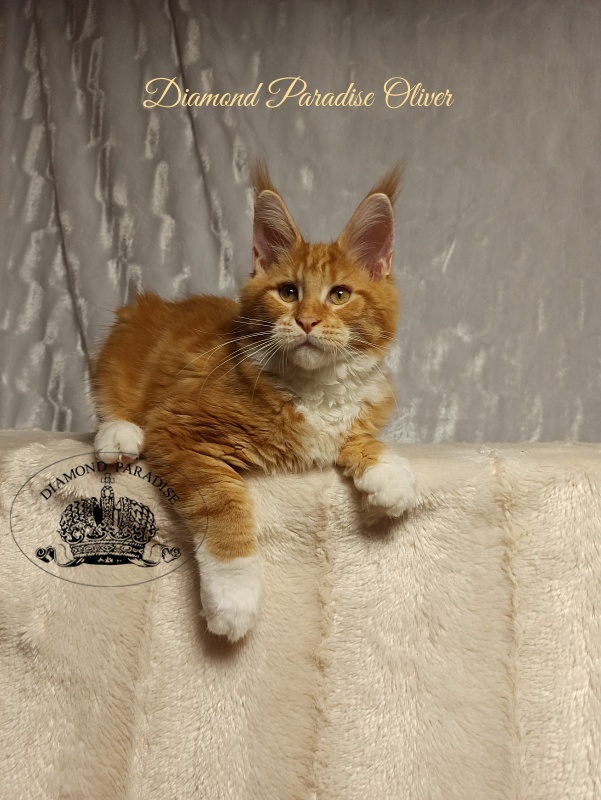 Diamond Paradise Oliver - Kitten maine-coon 4 months