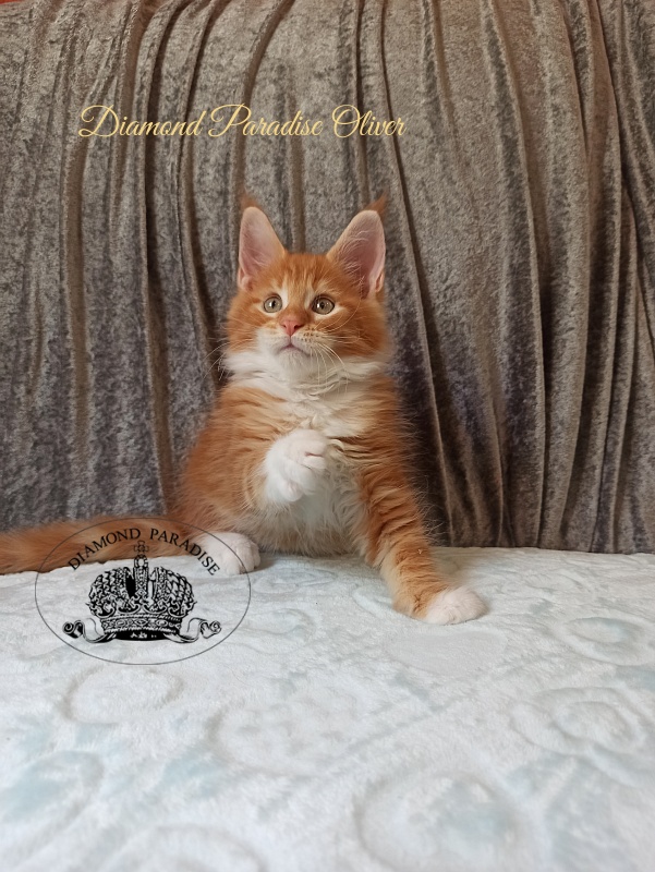 Diamond Paradise Oliver - Kitten maine-coon 2 months