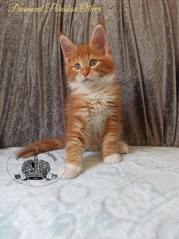 Diamond Paradise Oliver - Kitten maine-coon 2 months