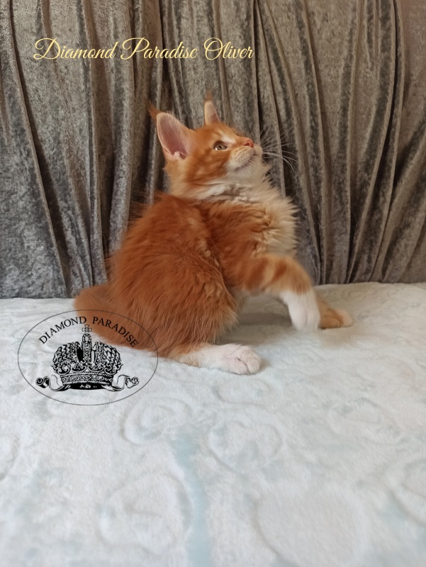 Diamond Paradise Oliver - Kitten maine-coon 2 months