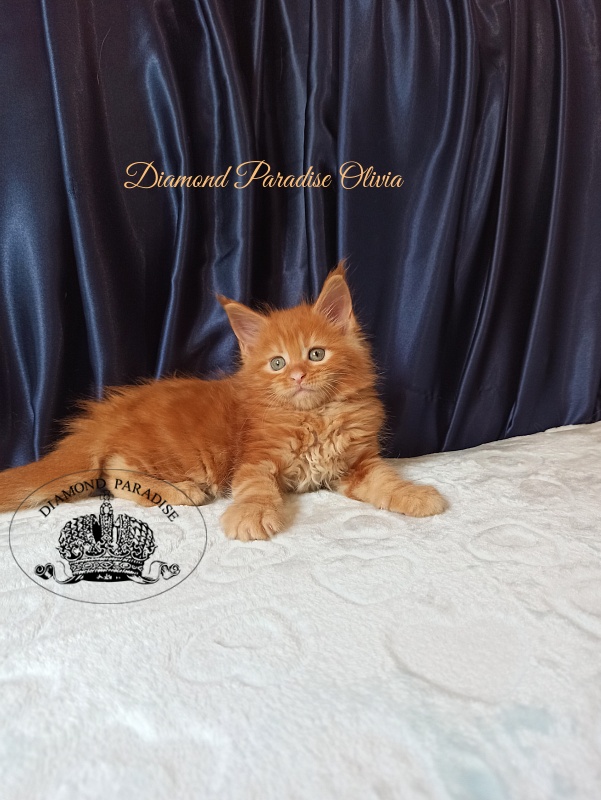 Diamond Paradise Olivia - Kitten maine-coon 1 month 1.5 week