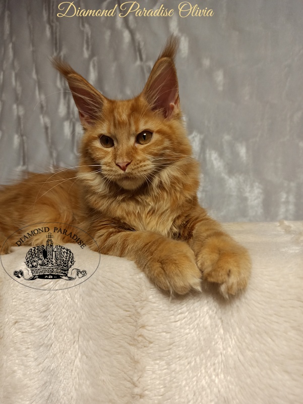 Diamond Paradise Olivia - Kitten maine-coon 4 months