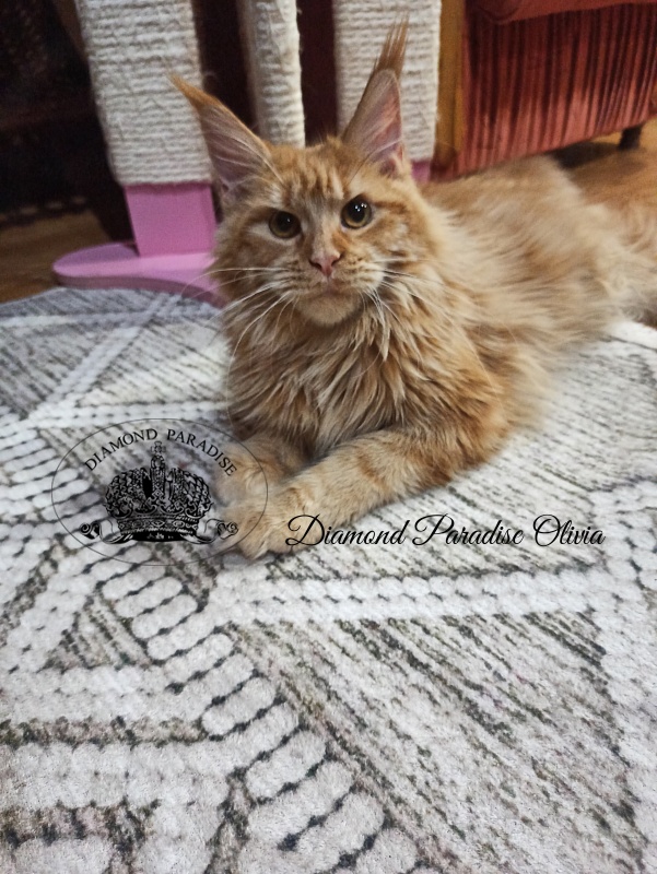 Diamond Paradise Olivia - Junior maine-coon 8 months 2 weeks