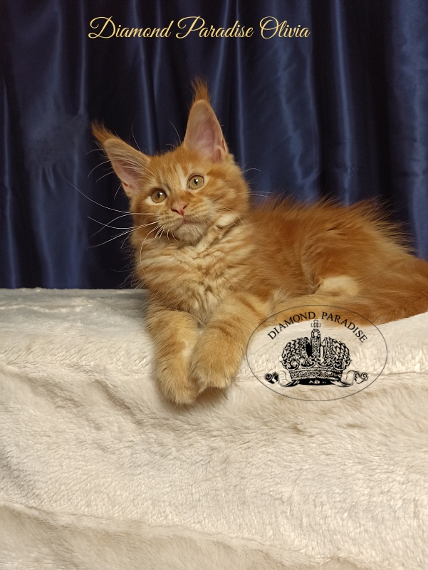 Diamond Paradise Olivia - Kitten maine-coon 3 months