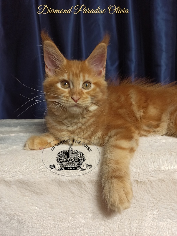 Diamond Paradise Olivia - Kitten maine-coon 3 months