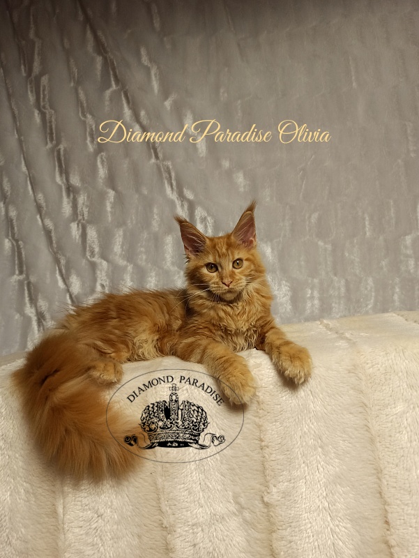 Diamond Paradise Olivia - Kitten maine-coon 4 months
