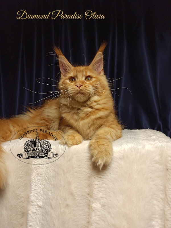 Diamond Paradise Olivia - Kitten maine-coon 5 months