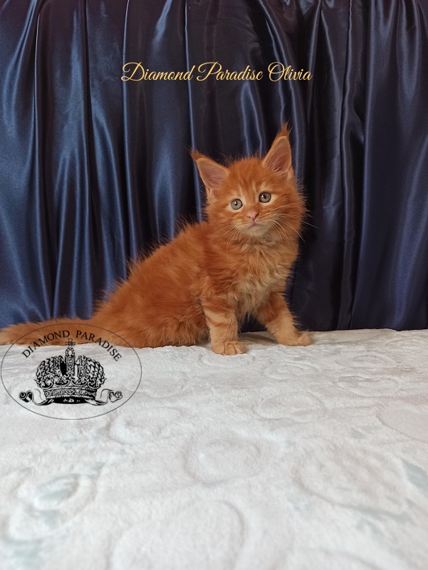 Diamond Paradise Olivia - Kitten maine-coon 1 month 1.5 week