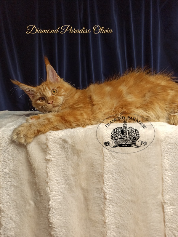 Diamond Paradise Olivia - Kitten maine-coon 5 months