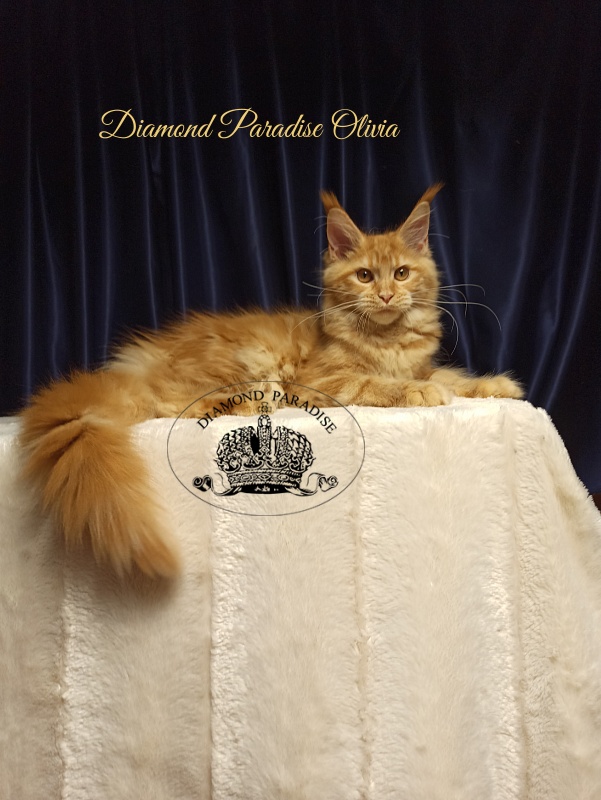 Diamond Paradise Olivia - Kitten maine-coon 5 months