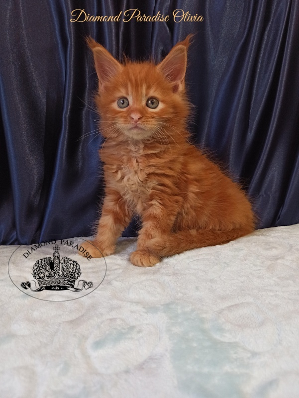 Diamond Paradise Olivia - Kitten maine-coon 1 month 1.5 week