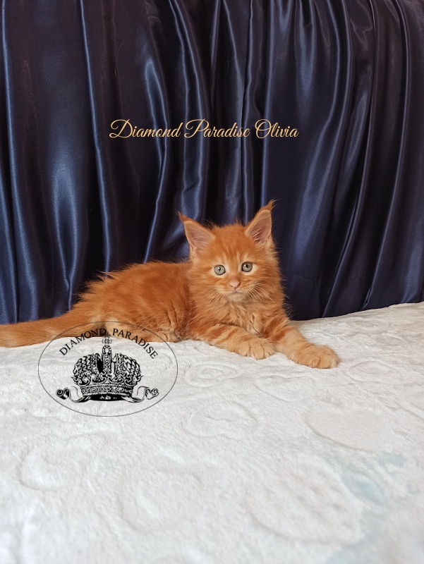 Diamond Paradise Olivia - Kitten maine-coon 1 month 1.5 week