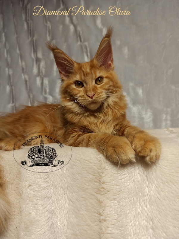 Diamond Paradise Olivia - Kitten maine-coon 4 months