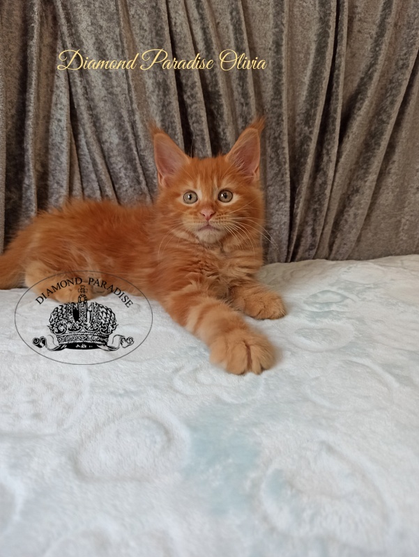 Diamond Paradise Olivia - Kitten maine-coon 2 months