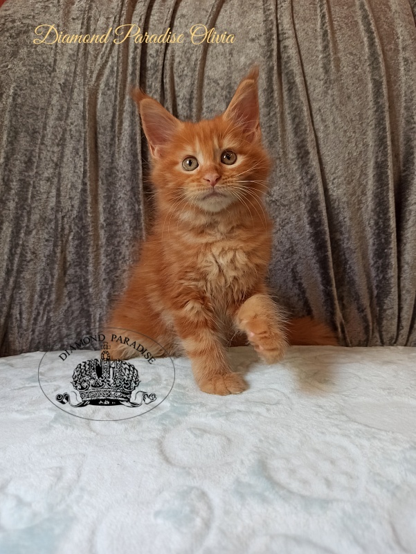 Diamond Paradise Olivia - Kitten maine-coon 2 months
