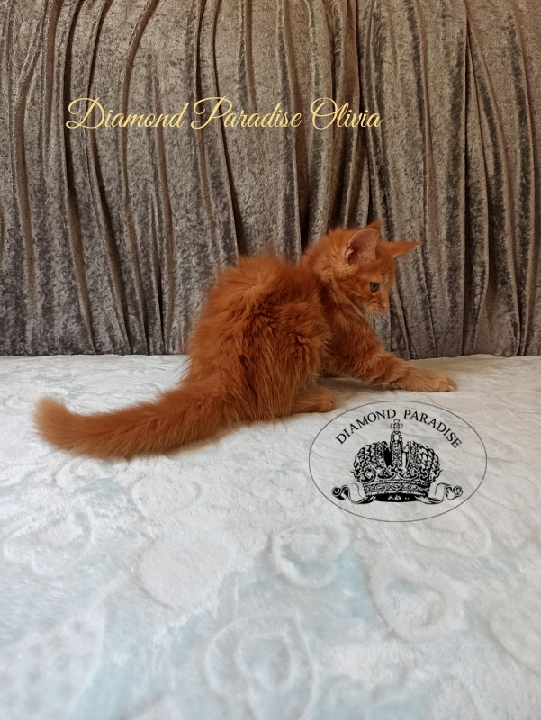 Diamond Paradise Olivia - Kitten maine-coon 2 months