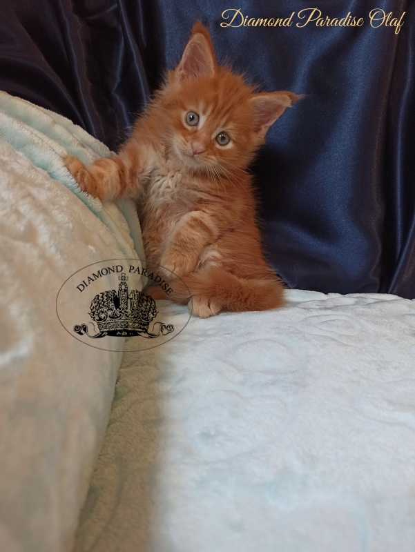 Diamond Paradise Olaf - Kitten maine-coon 1 month 1.5 week
