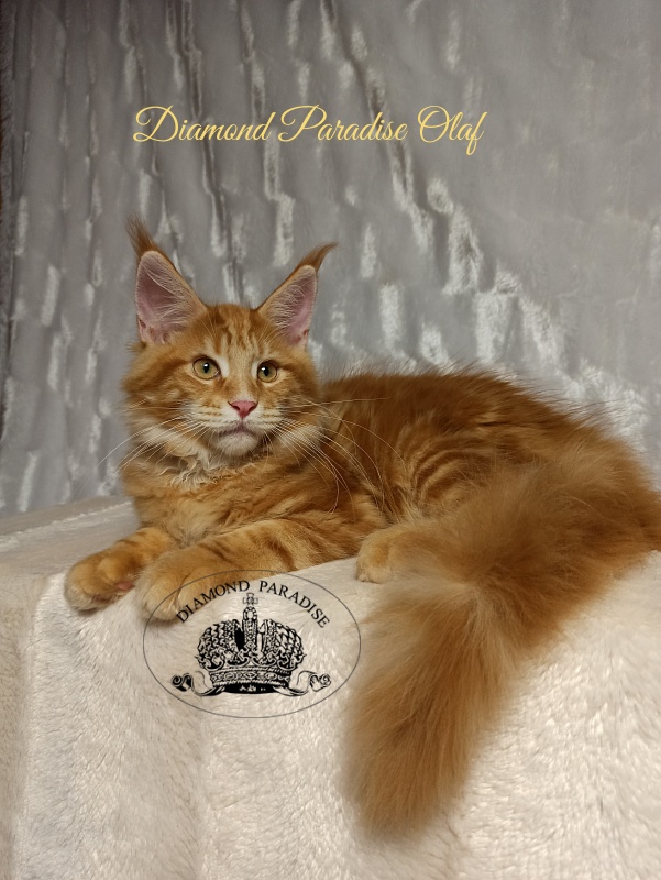 Diamond Paradise Olaf - Kitten maine-coon 4 months
