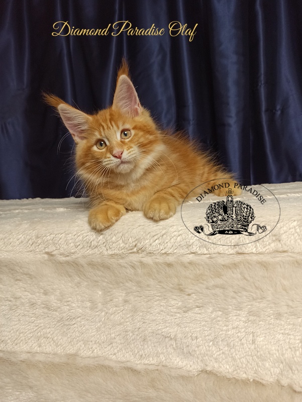 Diamond Paradise Olaf - Kitten maine-coon 3 months
