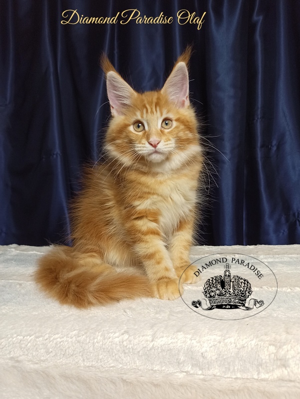 Diamond Paradise Olaf - Kitten maine-coon 3 months