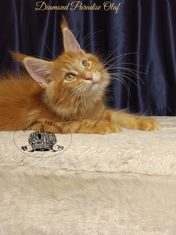 Diamond Paradise Olaf - Kitten maine-coon 3 months