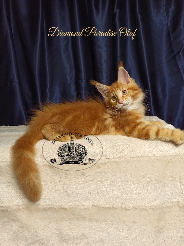 Diamond Paradise Olaf - Kitten maine-coon 3 months