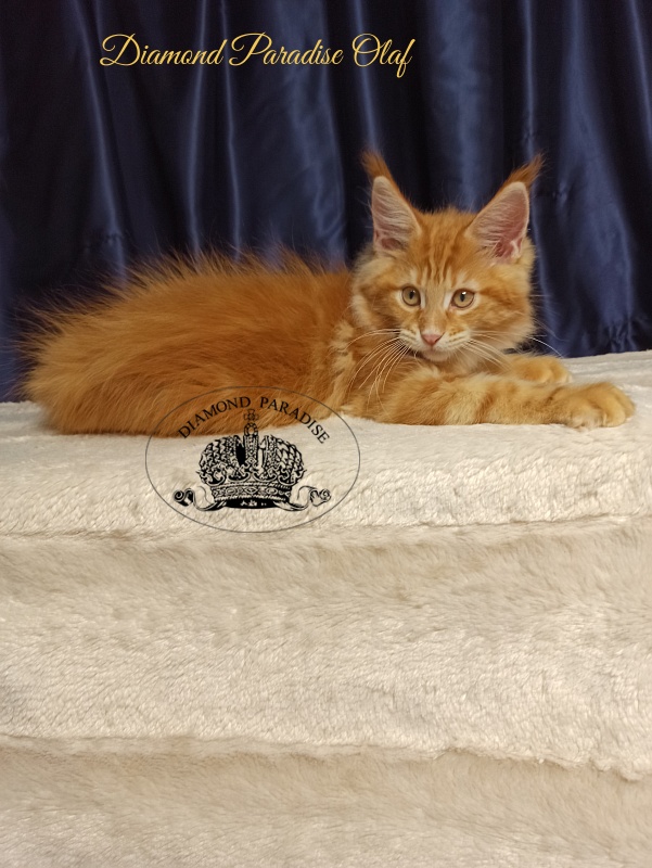 Diamond Paradise Olaf - Kitten maine-coon 3 months