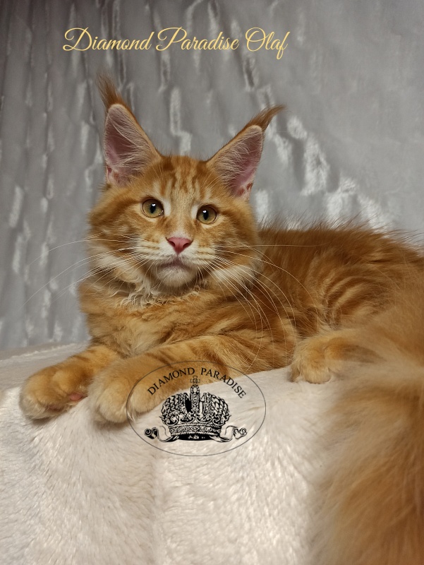 Diamond Paradise Olaf - Kitten maine-coon 4 months