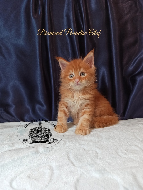 Diamond Paradise Olaf - Kitten maine-coon 1 month 1.5 week