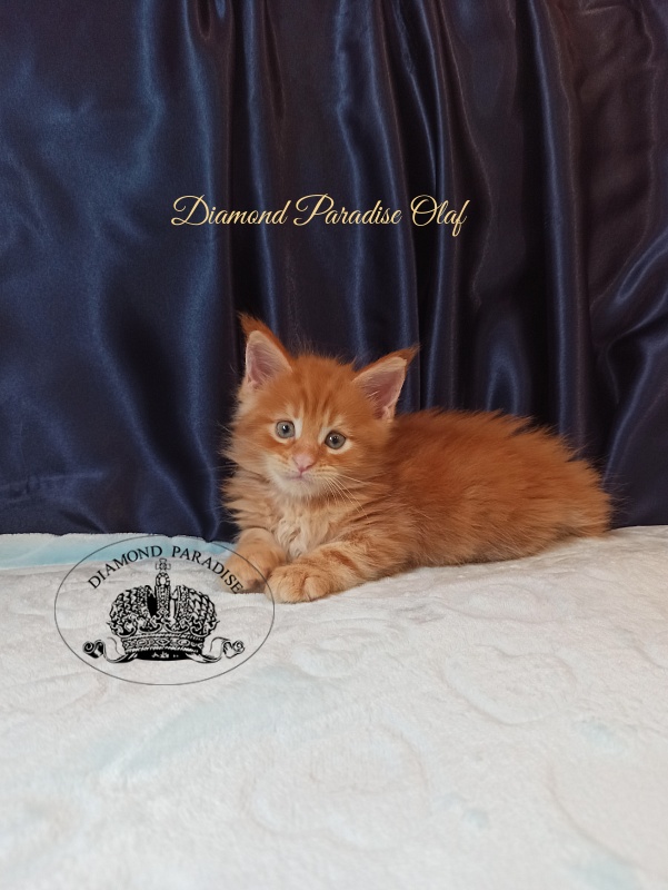 Diamond Paradise Olaf - Kitten maine-coon 1 month 1.5 week