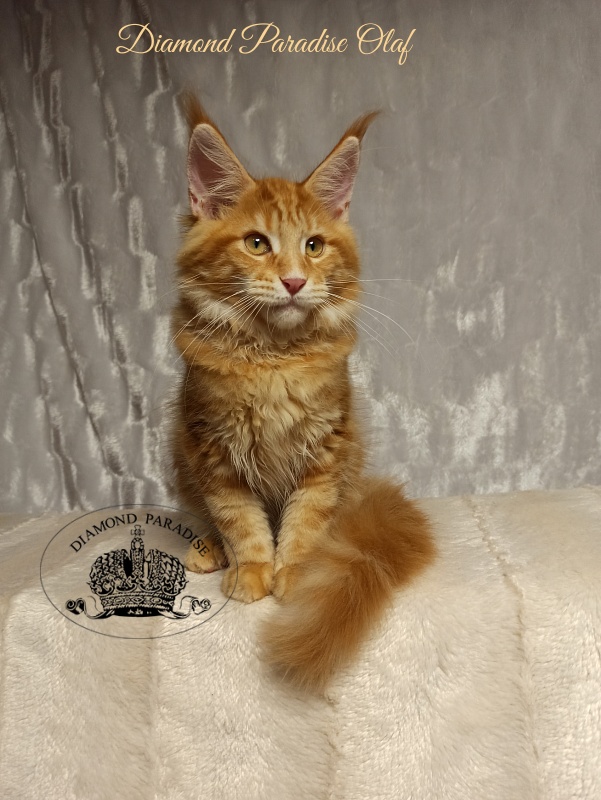 Diamond Paradise Olaf - Kitten maine-coon 4 months