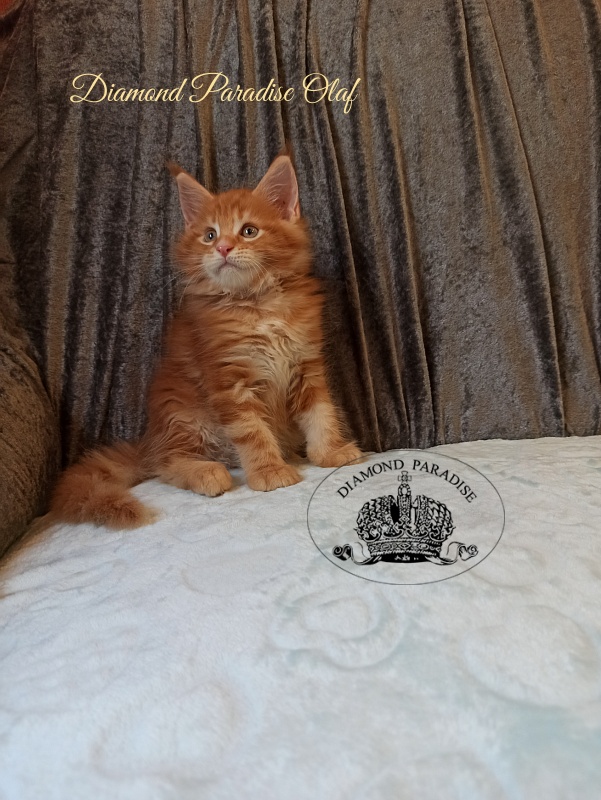 Diamond Paradise Olaf - Kitten maine-coon 2 months