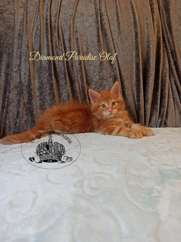 Diamond Paradise Olaf - Kitten maine-coon 2 months