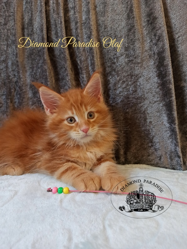Diamond Paradise Olaf - Kitten maine-coon 2 months