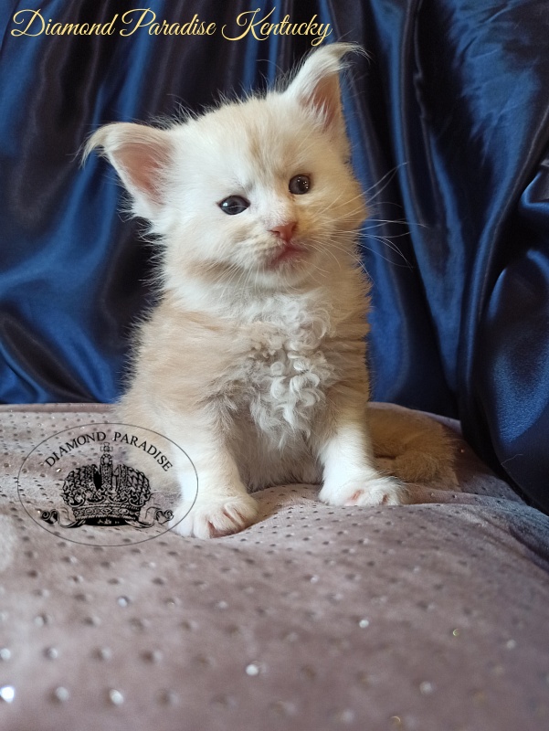 Diamond Paradise Kentucky - Кошеня мейн-кун 1 місяць