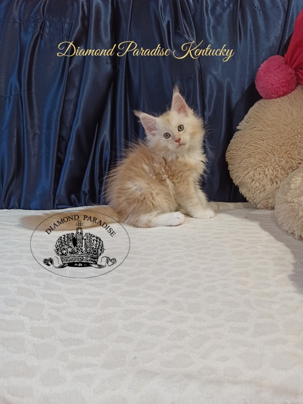 Diamond Paradise Kentucky - Кошеня мейн-кун 2 місяця