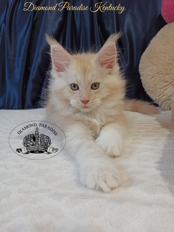 Diamond Paradise Kentucky - Кошеня мейн-кун 2 місяця
