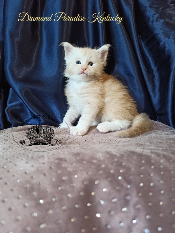 Diamond Paradise Kentucky - Кошеня мейн-кун 1 місяць
