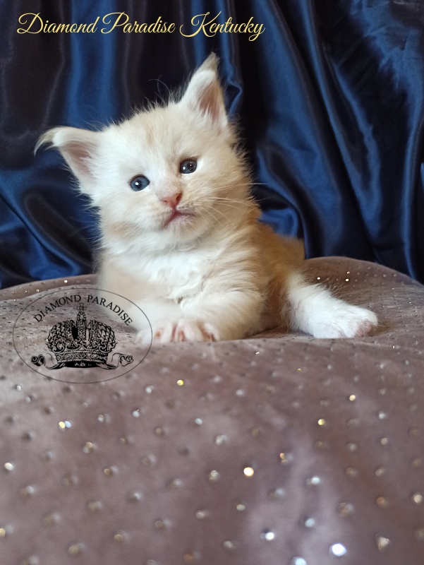 Diamond Paradise Kentucky - Кошеня мейн-кун 1 місяць