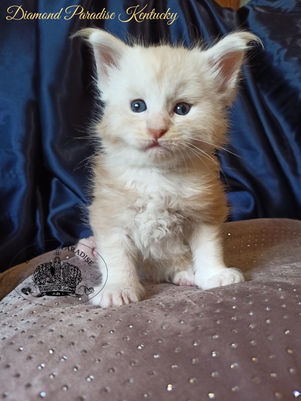 Diamond Paradise Kentucky - Кошеня мейн-кун 1 місяць