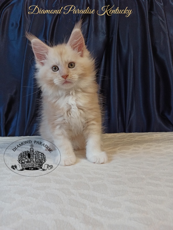 Diamond Paradise Kentucky - Кошеня мейн-кун 2 місяця
