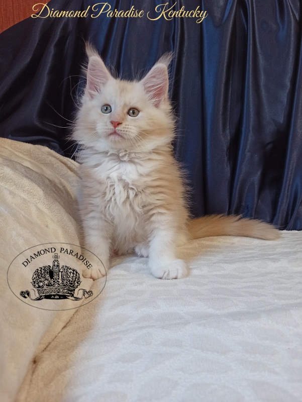 Diamond Paradise Kentucky - Кошеня мейн-кун 2 місяця