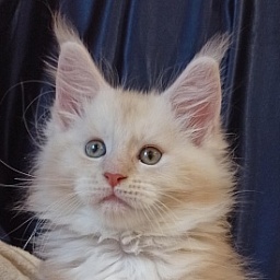 Diamond Paradise Kentucky