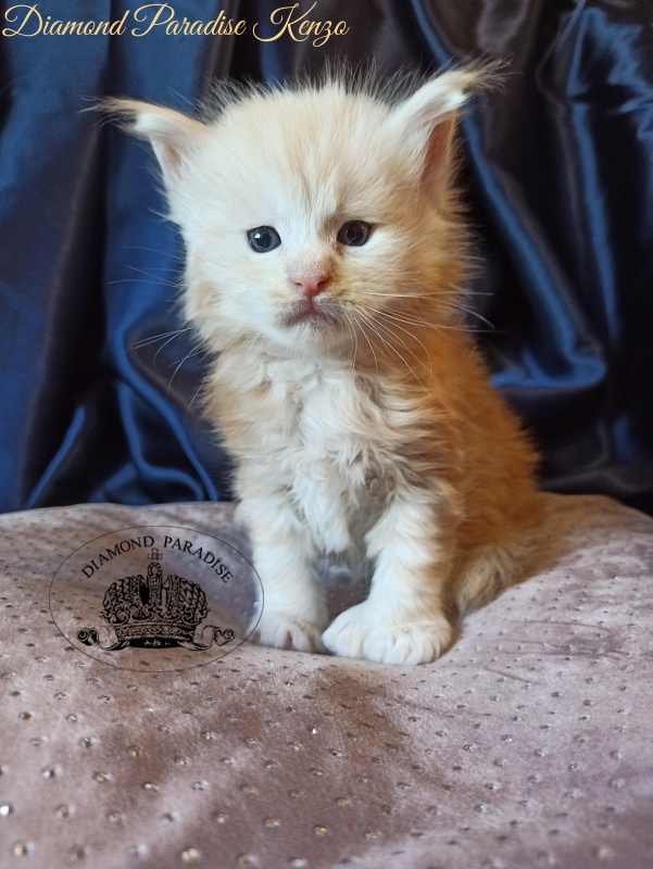 Diamond Paradise Kenzo - Kitten maine-coon 1 month