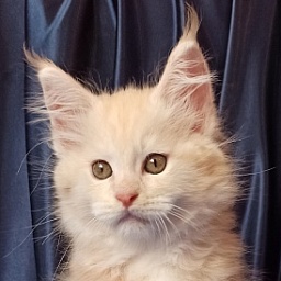 Diamond Paradise Kenzo